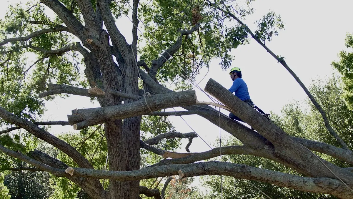 Professional Hazardous Tree Removal performed by certified arborists in Pollok